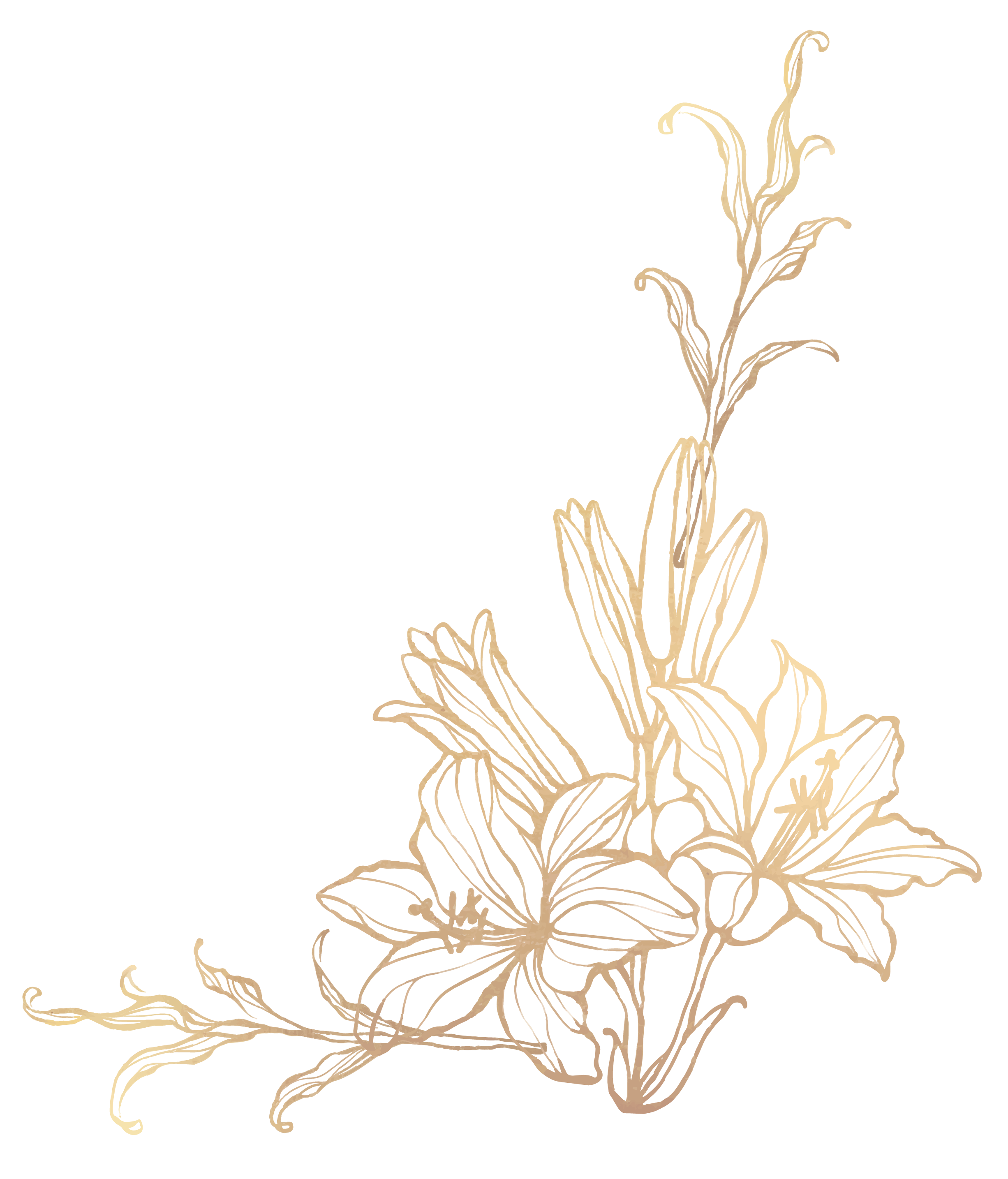 splash of gold essential oil products